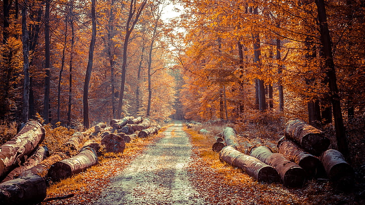 brown log lot, road, forest, leaves, trees, autumn, nature, leaf, HD wallpaper