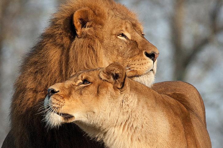 brown lion and lionness, lioness, predator, tenderness, lion - Feline