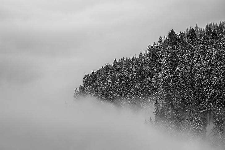 greyscale and landscape photograph of tree on a foggy setting, HD wallpaper