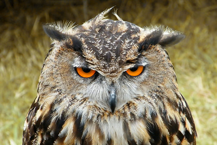 black and brown owl closeup photography, european  eagle  owl, HD wallpaper