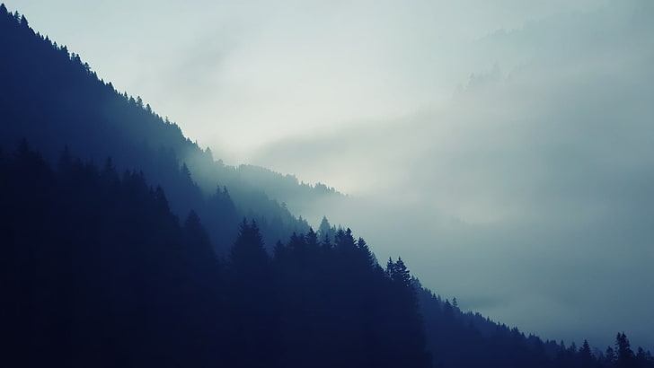 white fog, nature, mist, forest, trees, mountains, beauty in nature