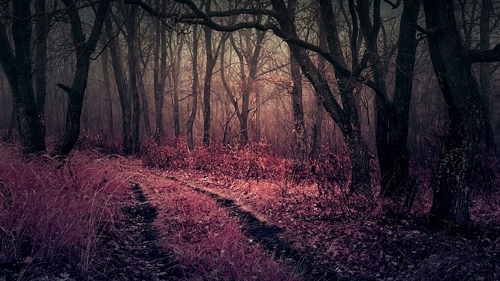 dark forest, pathway, darkness, autumn, twilight, misty, trees
