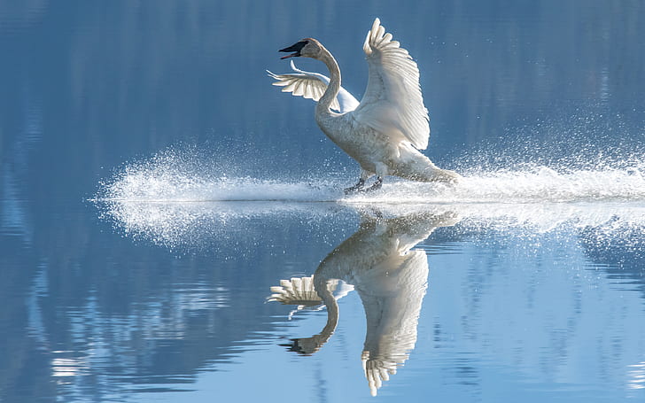 white, reflection, bird, Swan, pond, wingspan