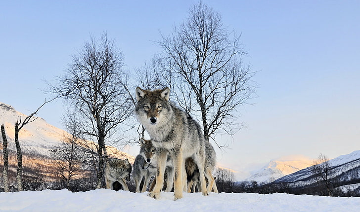 wolf, landscape, pine trees, snow, cold temperature, winter, HD wallpaper