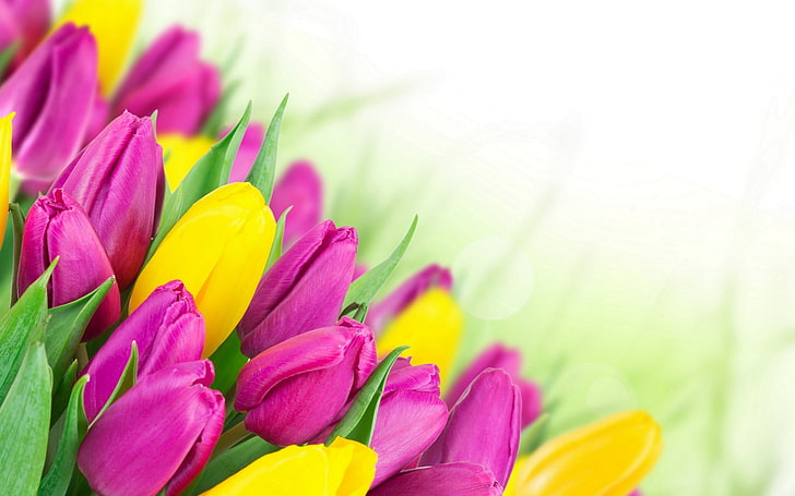 tulips, flowers, bouquets, flowering plant, beauty in nature, HD wallpaper