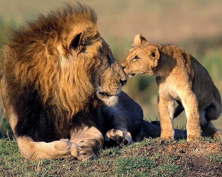 brown lion and cub, Africa, baby animals, mammal, animal wildlife, HD wallpaper