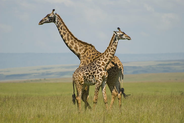 two Giraffe in grass field, giraffes, masai mara, kenya, giraffes, masai mara, kenya
