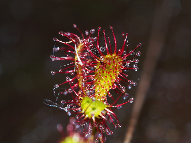 macro photography of green and red flower, Moor, rotundifolia