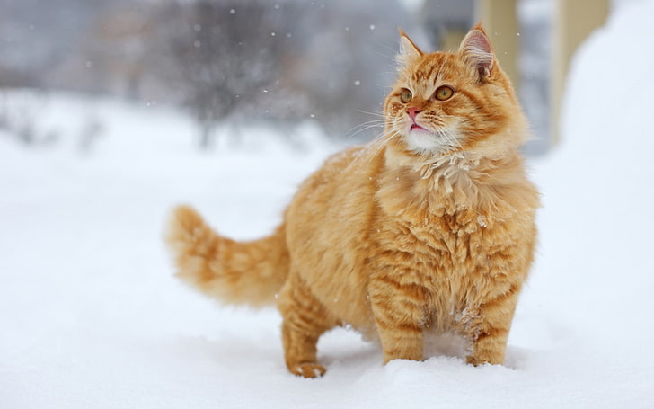 orange Persian cat, snow, walk, look, pets, animal, winter, cute, HD wallpaper