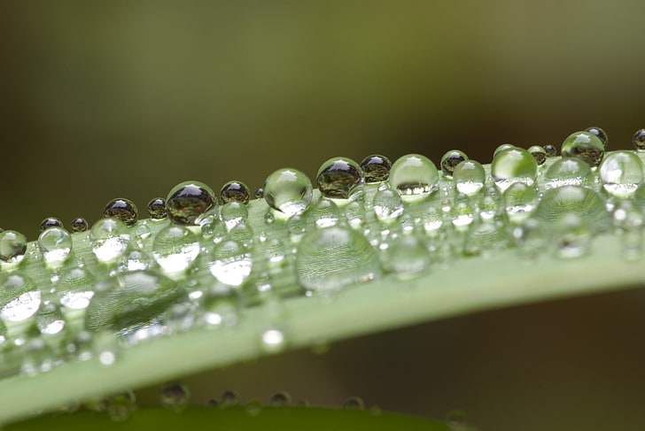 water drops, grass, closeup, selective focus, close-up, wet, no people