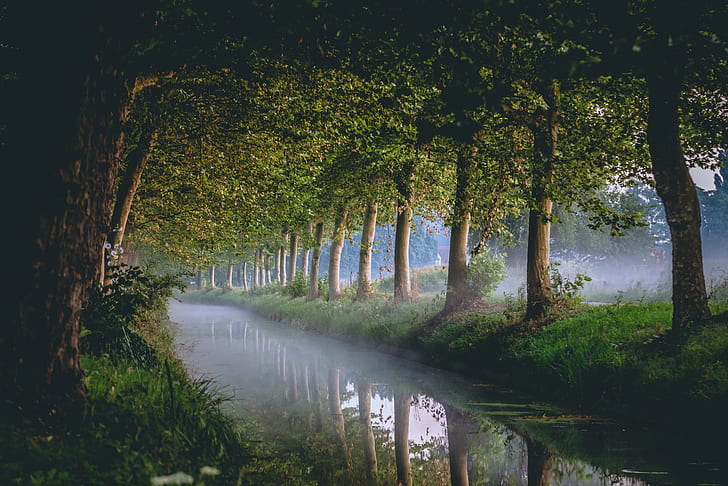 trees, canal, river, mist, morning, HD wallpaper