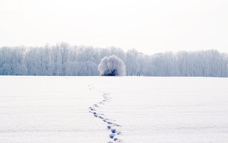 snow field, cold, winter, white, trees, landscape, traces, nature, HD wallpaper