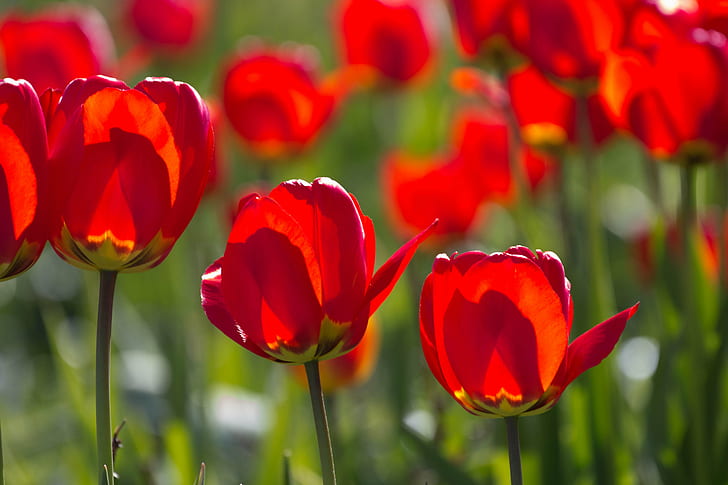 red tulip field, tulips, tulips, Flower, Torup, tulpan, nature, HD wallpaper