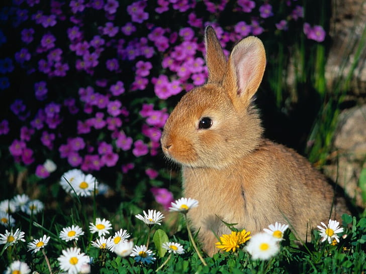 baby bunny background