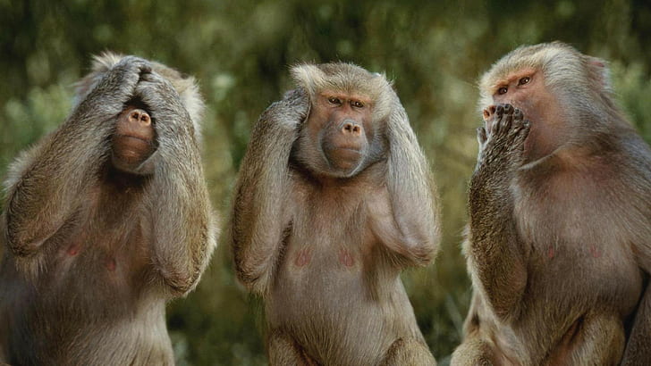 Funny monkeys 1080P, 2K, 4K, 5K HD wallpapers free download | Wallpaper  Flare