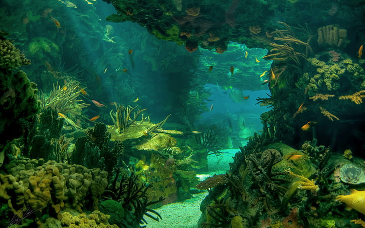 Sea Seabed Landscape Underwater Ocean Fish Photo Download, fishes