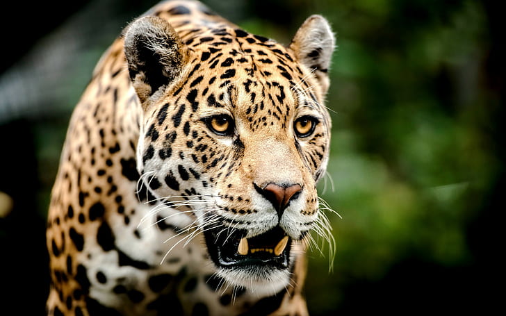 Big cat face, Leopard, predator, eyes, teeth, HD wallpaper