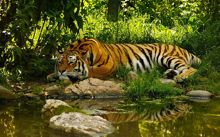 pond, jungle, animals, tiger, HD wallpaper