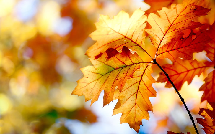 maple leaf shallow focus photography, closeup photography of withered leaves, HD wallpaper
