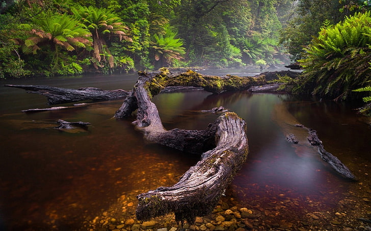 River Rain Forest Fallen Trees Logs With Green Moss Dark Water Dense Forest With Trees And Fern Evaporation Landscape Wallpapers Hd 3840×2160