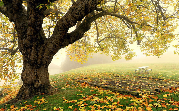 Autumn park scenery, tree, fog, leaves, HD wallpaper