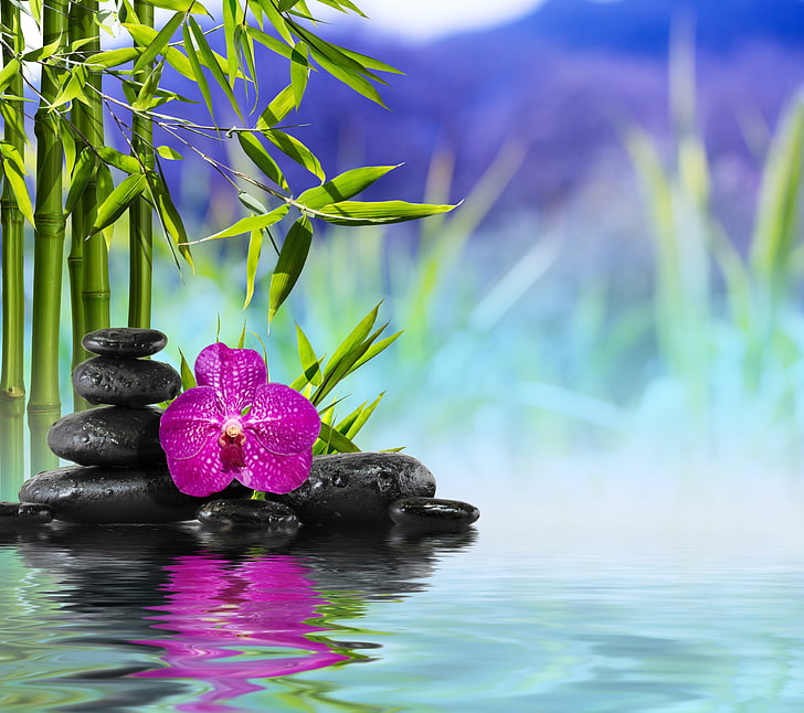 pink orchid and black stones, flower, water, bamboo, reflection