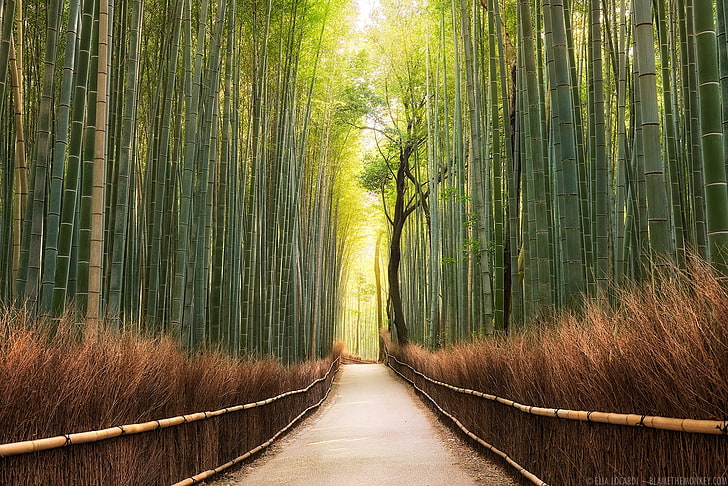 landscape, nature, path, bamboo, trees, forest, temple, plant