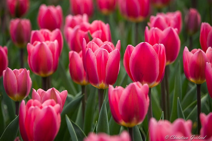 bed of pink tulips, Fleur, Flower, Nature, Netherlands, Lisse