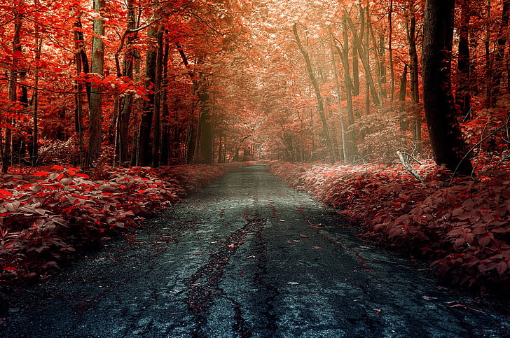 red leafed trees, photography of road with red tree, forest, fall