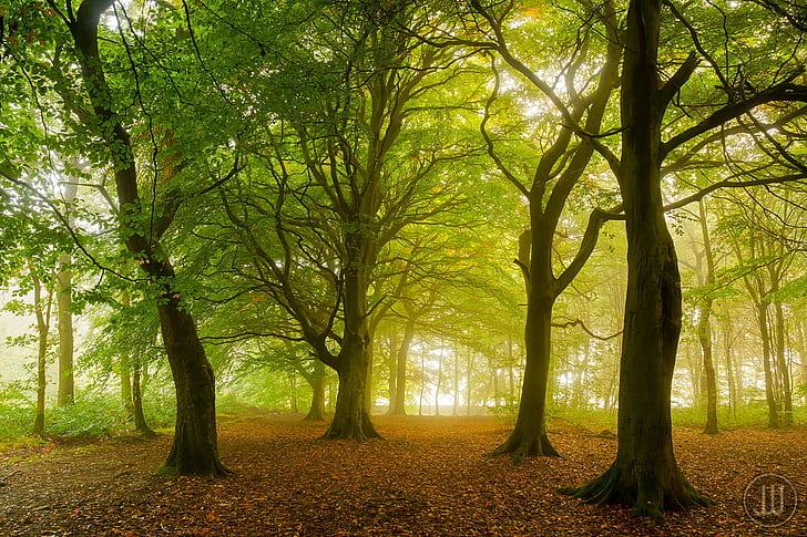 landscape photo of trees, chevin, chevin, Forest Park, Woodland, HD wallpaper