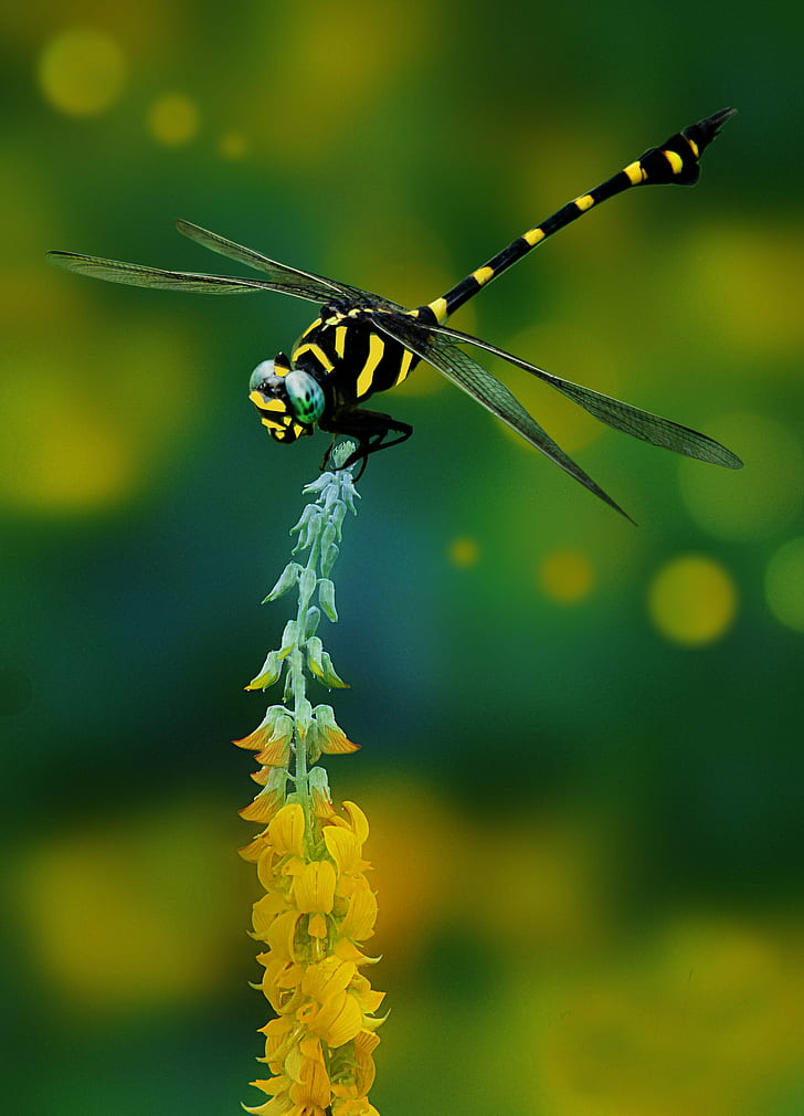 Dragonflies 1080P, 2K, 4K, 5K HD wallpapers free download | Wallpaper Flare
