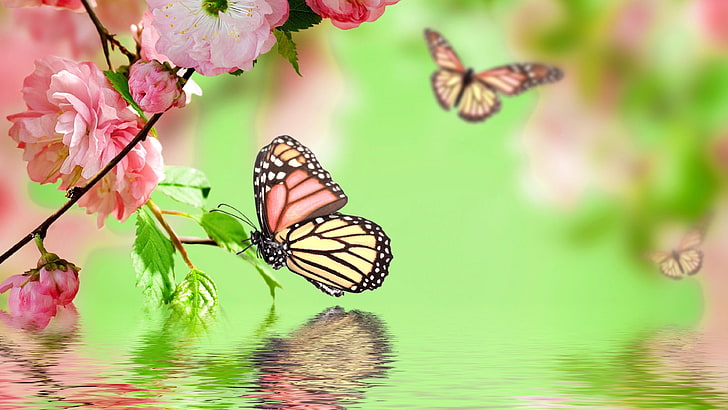 butterfly, butterflies, garden, water, bloomy, blossom, blooming