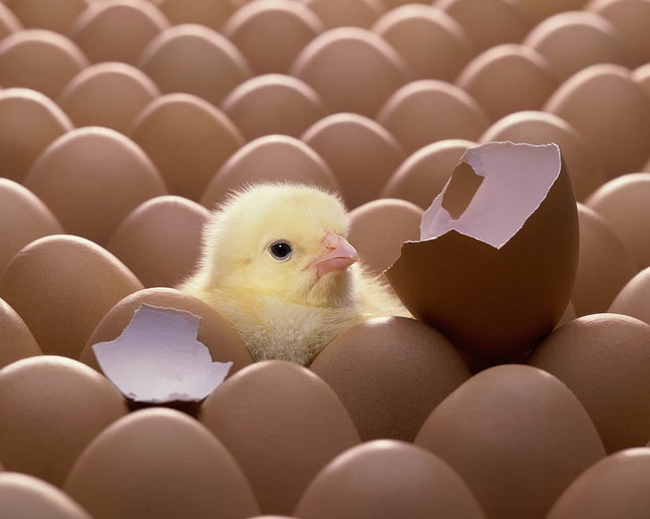 yellow chicken chick and brow chicken eggs, shell, animal, cute, HD wallpaper