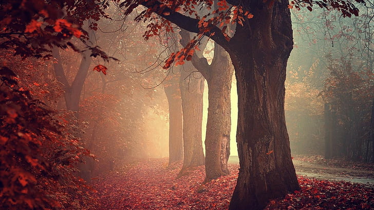 Fall, Mist, Trees, Nature, Leaves, Forest, HD wallpaper