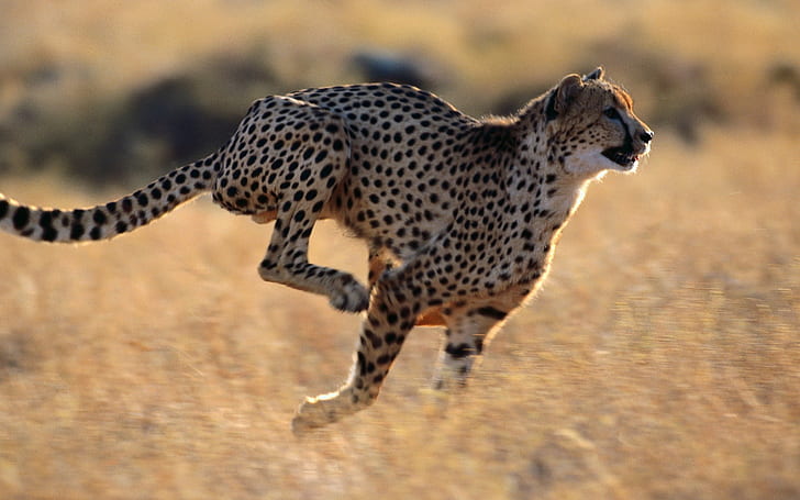 Cheetah Run HD, animals, HD wallpaper