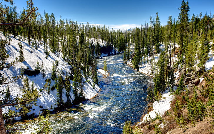 Yellowstone National Park, USA, winter, trees, snow, HD wallpaper