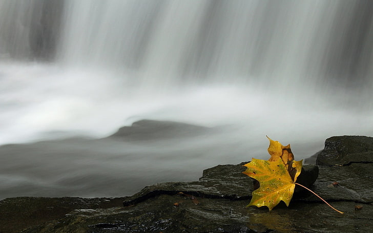 HD wallpaper closeup photo of yellow maple leaf near the