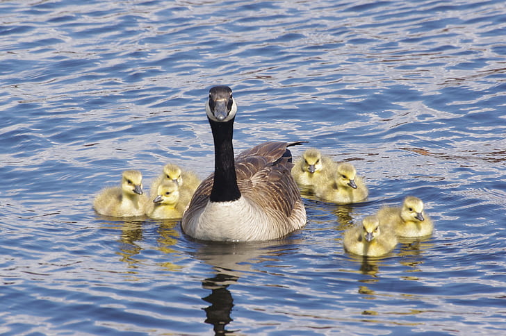 canada goose with ducklings, Close, Belleville, Goslings, Geese