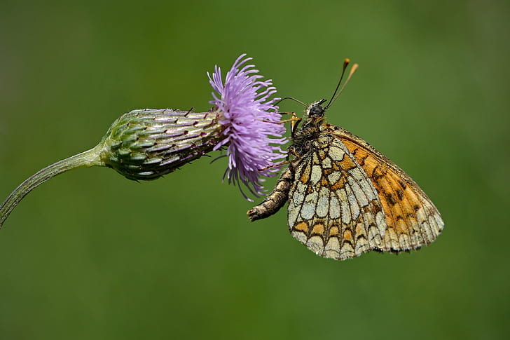 selective focus photography of orange butterfly on the top of purple petaled flower, HD wallpaper
