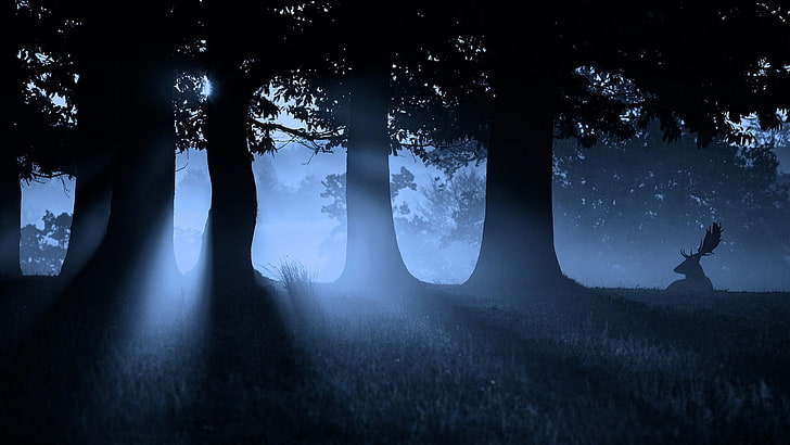 darkness, deer, light, stag, tree, moonlit, moonlight, mist, HD wallpaper