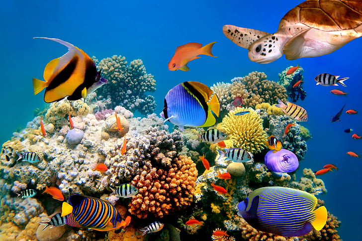 Coral, Corals, fish, ocean, Reef, sea, tropical, turtles, underwater, HD wallpaper