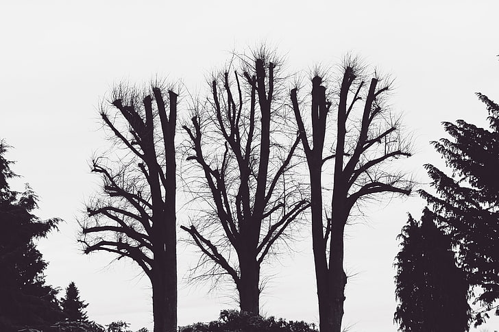 bare tree drawing, trees, branches, aesthetic, bw, nature, silhouette