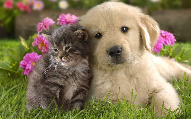Animals, Dog, Cat, Friends, Lovely, brown tabby kitten; light golden retriever puppy