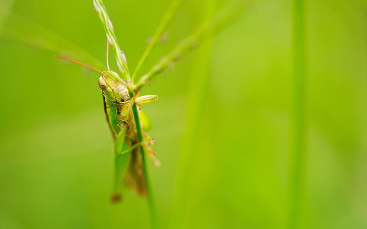 macro, grasshopper, insect, green color, animal, animal themes