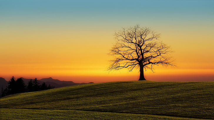 lone tree, sunset, hill, sky, nature, field, woody plant, dusk