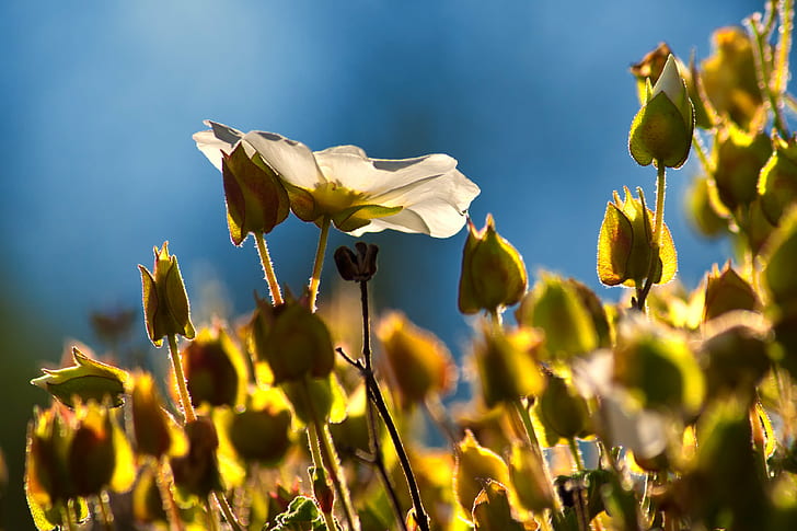 tilt shift photography of yellow flowers, Open, Closed, wildflowers