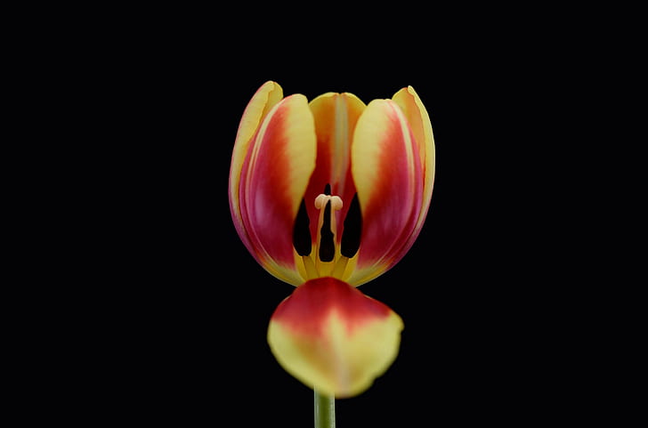 flowers, plants, tulips, freshness, studio shot, flowering plant, HD wallpaper