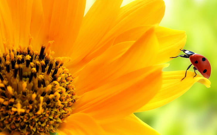 Ladybug On Sunflower, yellow, nature, 3d and abstract, HD wallpaper