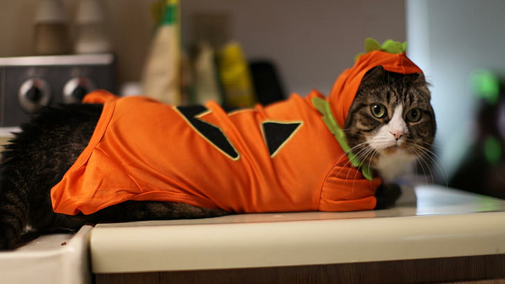 Kitty's Costume For Halloween, skyphoenixx1, picture, fantastic