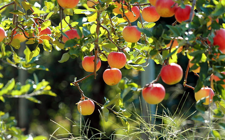 Fruit garden, apple tree, fresh apples, HD wallpaper